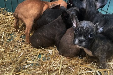 Tierschutzbund schlägt Alarm: Illegaler Welpenhandel boomt zur Weihnachtszeit