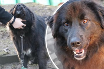 Herzensbrecherin auf vier Pfoten: Wer schenkt Tilly ein Zuhause?