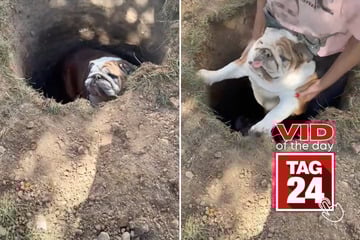 Viral Video of the Day for October 12, 2025: Clumsy dog can't stop falling into the same hole – literally!