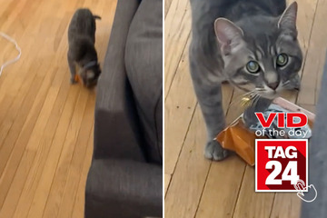 Viral Video of the Day for June 22, 2024: Cat reacts hilariously to being caught red-pawed