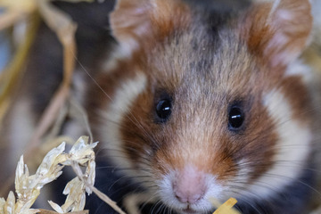 Vom Aussterben bedroht: In Sachsen ausgewilderte Feldhamster haben Nachwuchs