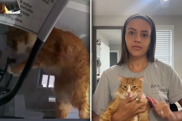 Als Frau dank Video sieht, was ihre Katze getan hat, staunt sie nicht schlecht