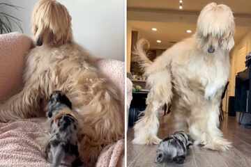 Tiny Dachshund puppy freaks out his giant new sibling in hilarious video