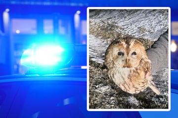 Waldkauz liegt verletzt auf der Straße: Polizei reagiert sofort