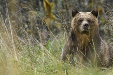 Brutal bear attack on school group leaves almost a dozen injured