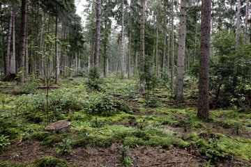 Schreckliches Unglück im Norden! Zwei Tote durch umgestürzten Baum