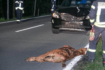 Volvo-Fahrerin erfasst Kalb in Ostsachsen: Tier kann nicht mehr gerettet werden