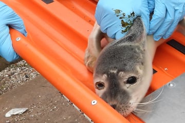 Seehund-Baby in Hamburg eingefangen