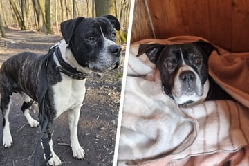 Hunde-Opi Santos träumt von einem warmen Körbchen