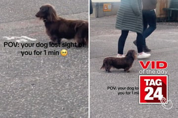 Viral Video of the Day for December 1, 2023: Chunky Dachshund loses sight of his human