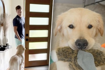 Golden Retriever weigert sich, Geschirr zu tragen: Trick seines Herrchens verzückt so viele