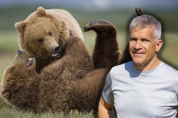 Natürlicher Feind des Wolfs: Leben bald Braunbären in Sachsens Wäldern?