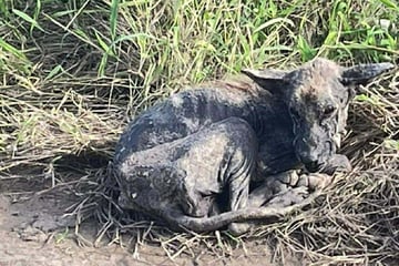 Hund sieht bei Rettung entsetzlich aus: Monate später ist er nicht wiederzuerkennen