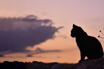 Black cat breeds: What breeds of black cats are there, and why are they unlucky?