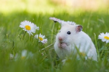 Wie alt können Hamster durchschnittlich werden?