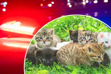 Todes-Drama um Baby-Katzen: Autofahrer müssen alles mit ansehen
