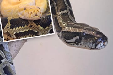 Eingespieltes Python-Team: Wer hat ein Herz für Benjamin und Blümchen?