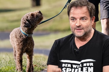 Mit Unterstützung von TV-Experte Martin Rütter: NRW-Landtag debattiert über Führerschein zur Hundehaltung