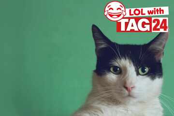 Joke of the Night for May 10, 2025: Pawsome cat jokes for Caturday