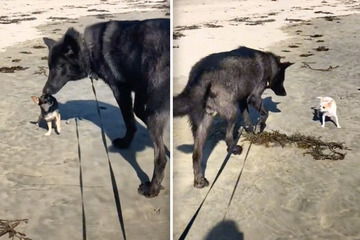 Can this go well?  Giant wolfhound meets mini chihuahuas