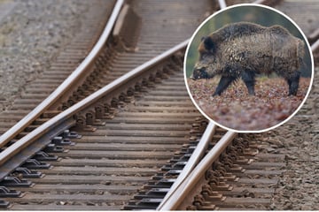Zug kollidiert mit Wildschwein: Einschränkungen auf Bahnstrecke