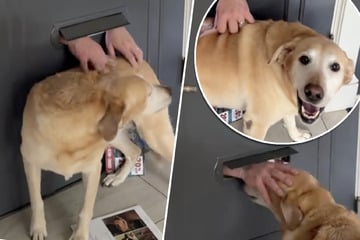 Der Postbote begrüßt Labrador jeden Morgen per Briefkasten – das Internet feiert es!