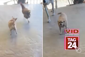 Viral Video of the Day for March 10, 2026: Tiny pup acts as security guard against chickens in hilarious TikTok