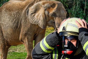 Elefantenkuh im Opel-Zoo fällt um: Feuerwehr rückt zu kuriosem Einsatz an