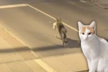 Grässlicher Vorfall in sächsischer Kleinstadt: Hat der Wolf hier Kater Leo im Maul?