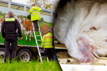 Grausame Transporte: Verletzte Tiere zum Schlachter, damit Bauer "wenigstens noch Geld bekommt"