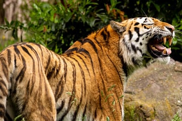 Schwere Trennung: Magdeburger Zoo verschiedet sich von Sibirischem Tiger