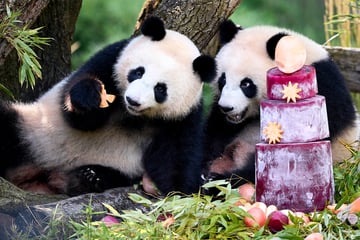 So süß feiern die Panda-Zwillinge ihren zweiten Geburtstag