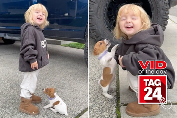 Viral Video of the Day for November 21, 2023: Adorable Jack Russell meets his human match!