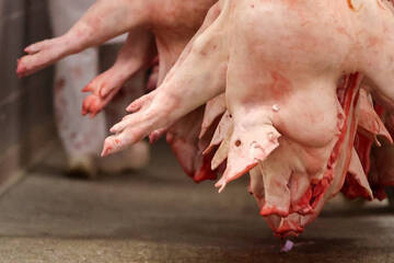 Deutsche essen immer weniger Schwein: Fleischproduktion sinkt erneut