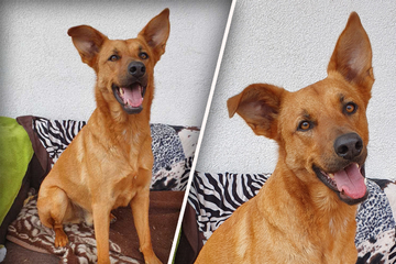 Fun Dog Looking for Special People: Will Sammy Get a Second Chance?