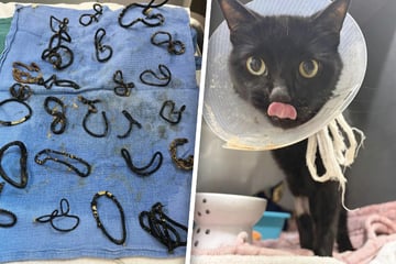 Katze Midnite kämpft ums Überleben: Im OP machen Tierärzte eine erschreckende Entdeckung