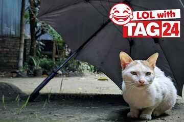 Joke of the Night for June 14, 2025: A cat joke to make you chuckle for Caturday