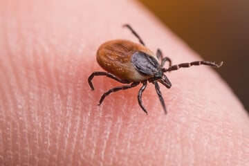 Das sind die 14 gefährlichsten Tiere in Deutschland und was Du über sie wissen musst