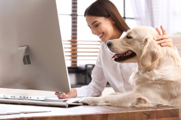 Best dog breeds for working people and how to balance work and pups