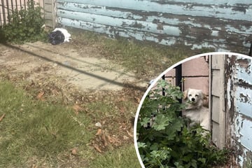 Small dogs heartlessly abandoned are saved in an emotional rescue!
