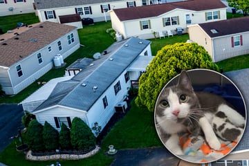 Besitzer total am Ende: Tierschützer retten mehr als 80 Katzen aus kleinem Haus