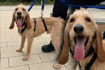 Hund Kurti hat ein Problem: Findet er trotzdem sein Happy End?