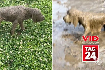 Viral Video of the Day for July 2, 2024: Dog can't see after rolling in mud: "You missed a spot!"