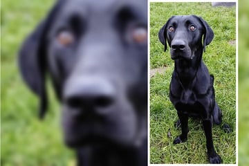 Junger Labrador-Mix sucht aktive Menschen: Wer adoptiert den hübschen Gördi?