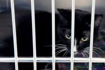 Katze wird von allen ignoriert: Warum sie keiner haben will, geht Pflegern an die Nieren