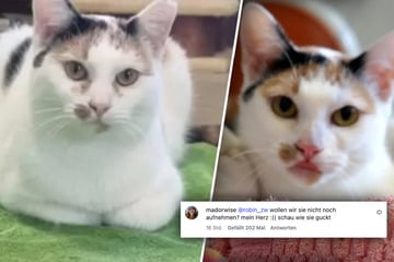 Emotionale Video-Vorstellung von Katze Shiny: Dieser Kommentar berührt Follower besonders