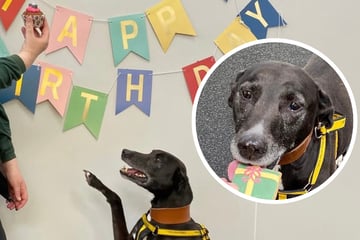 Herzzerreißend: Niemand kommt auf Kennlern-Party für Hund aus Tierheim