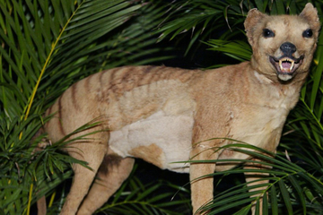 The missing remains of the last Tasmanian tiger have been found!