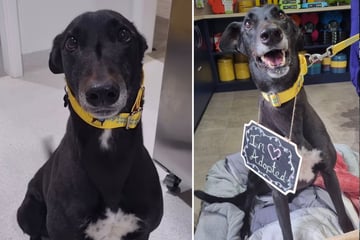 Endlich adoptiert: Großes Glück nach 1459 Tagen im Tierheim