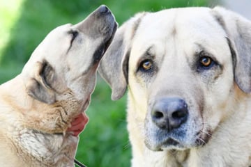 (K)Ein Ausweg für Kangal Bobby? Lieber Hund sehnt sich nach einem ganz besonderen Traum